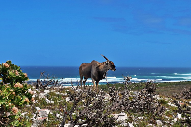 Alarm Over Proposed Changes To Meat Safety Act South Africa Today